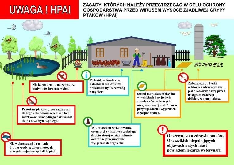 Miniaturka artykułu Uwaga – ogniska wysoce zjadliwej grypy ptaków (HPAI)