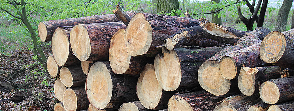 Miniaturka artykułu Wójt Gminy Spiczyn ogłasza przetarg nieograniczony na sprzedaż drewna pozyskanego z drzew usuwanych z nieruchomości stanowiących własność Gminy