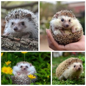Miniaturka artykułu Komunikat o jeżach