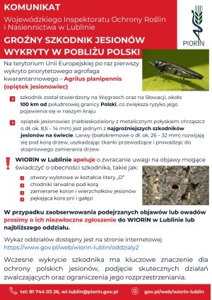 Miniaturka artykułu GROŹNY SZKODNIK JESIONÓW WYKRYTY W POBLIŻU POLSKI