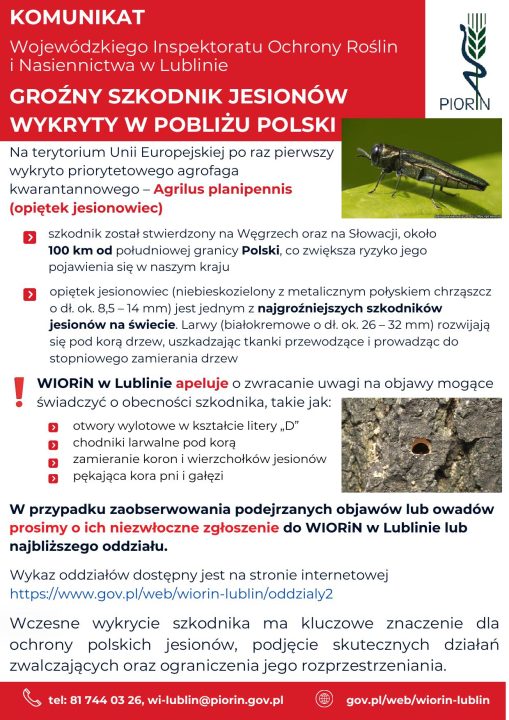 Miniaturka artykułu GROŹNY SZKODNIK JESIONÓW WYKRYTY W POBLIŻU POLSKI